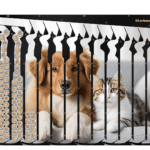 Skarbonka Pies i Kot